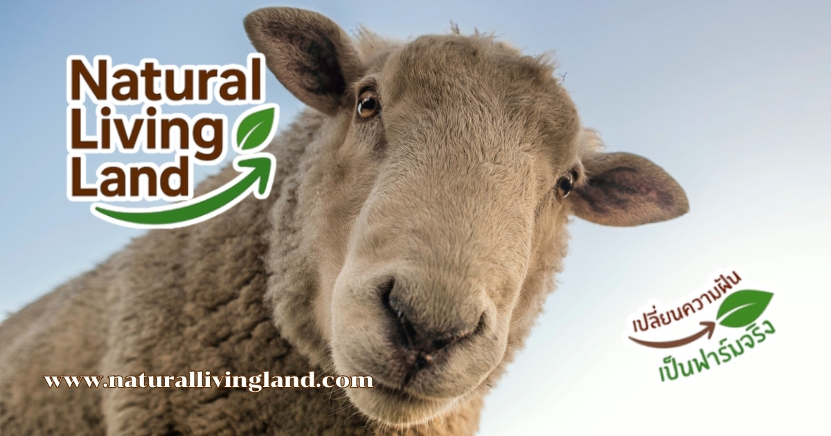 เลี้ยงแกะ