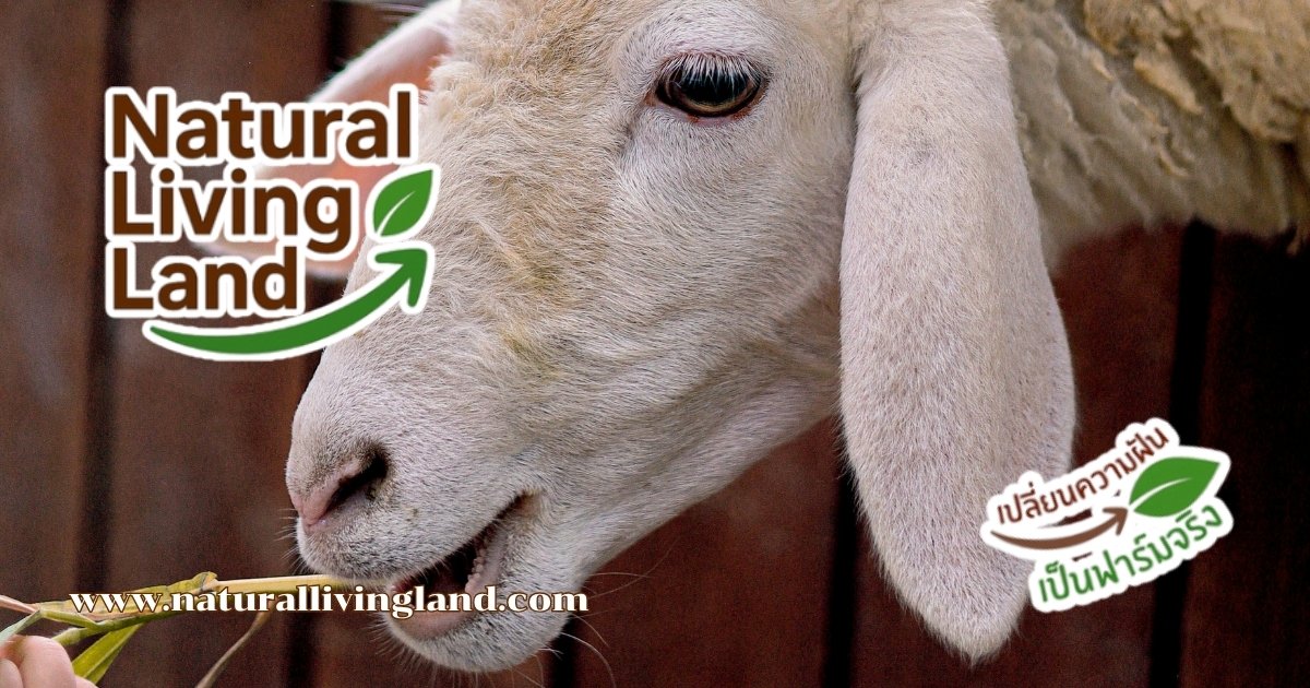 รายได้เลี้ยงแกะ