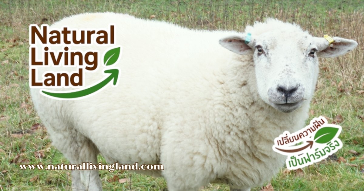 เลี้ยงแกะ