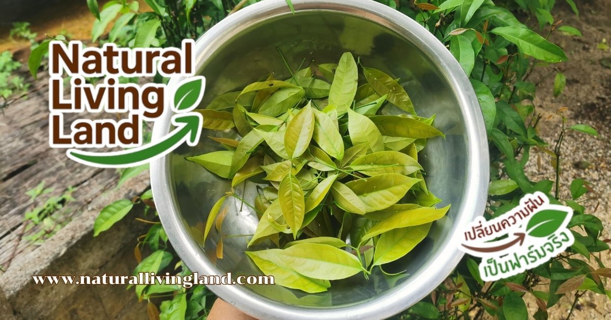 เก็บใบเหลียงไปผัดกับไข่