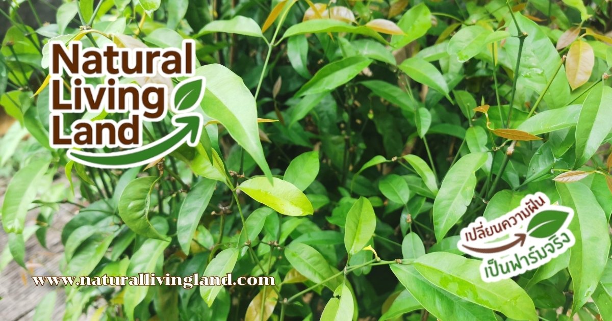 ต้นเหลียง