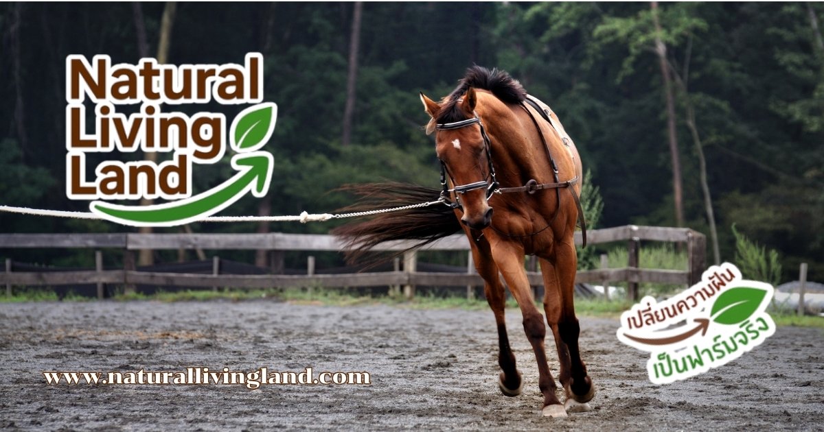 ฝึกม้าใหม่