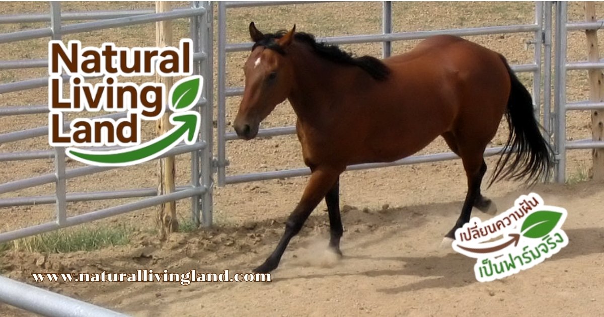 คอกฝึกม้า