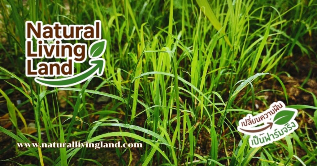 แพงโกล่า