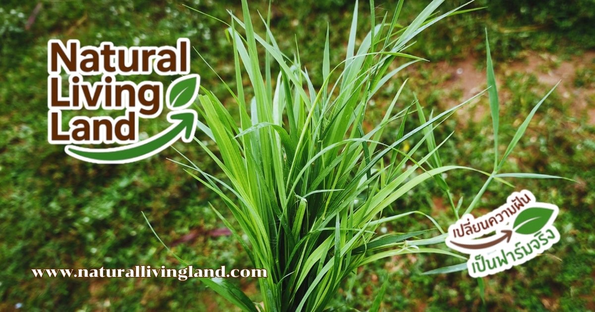 แพงโกล่า หญ้าที่เกษตรกรไทยนิยมปลูก