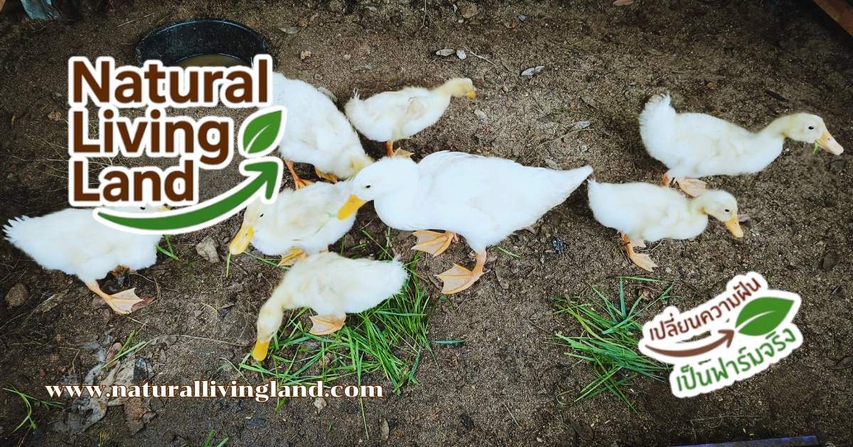 ข้อควรระวังในการปลูกแพงโกล่า