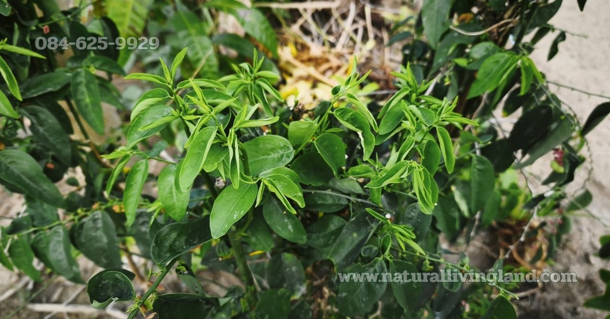 ปลูกผักหวานบ้าน