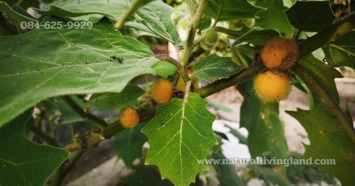 ปลูกต้นมะอึก