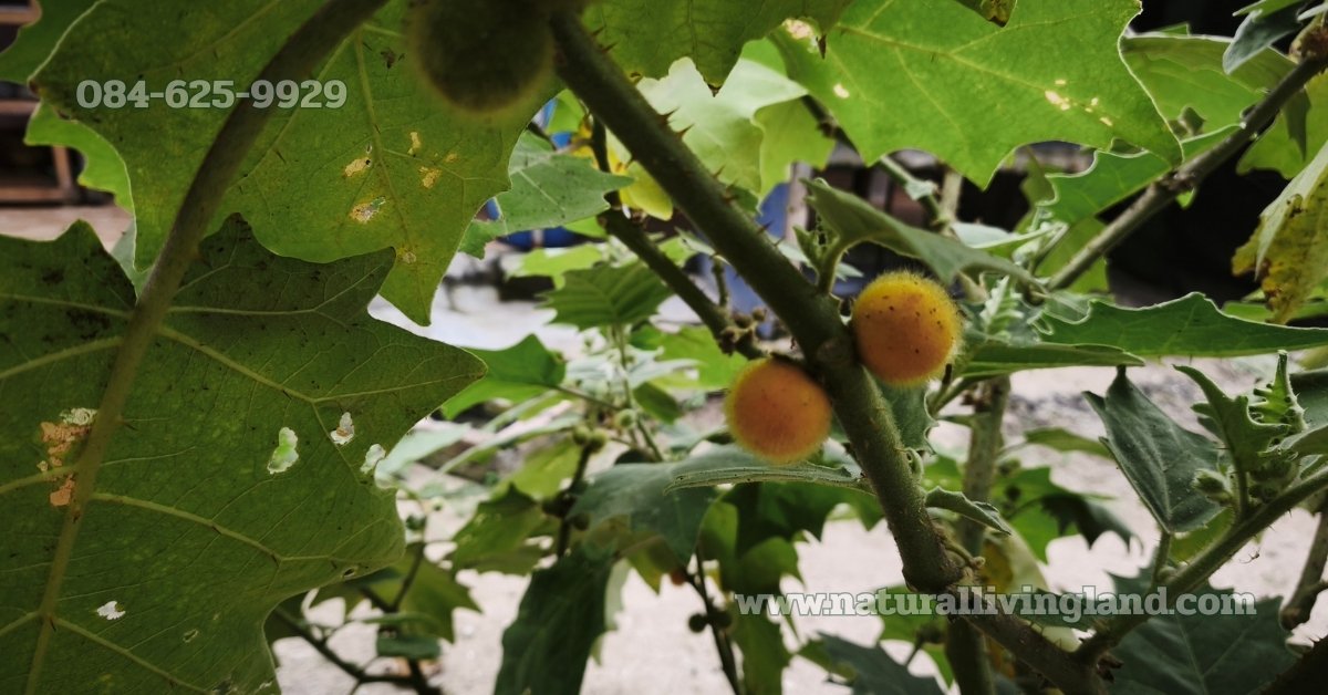 ปลูกมะอึก