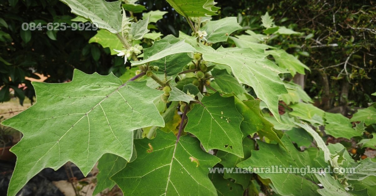 ประโยชน์ของมะอึก