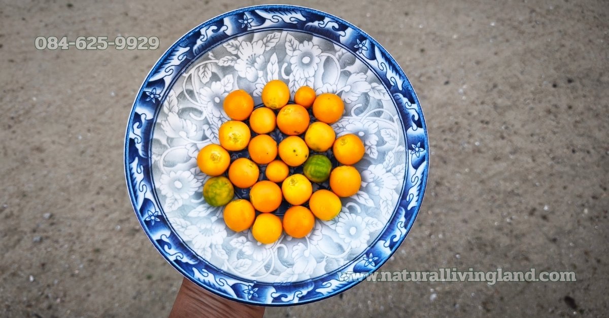 ลูกมะอึก