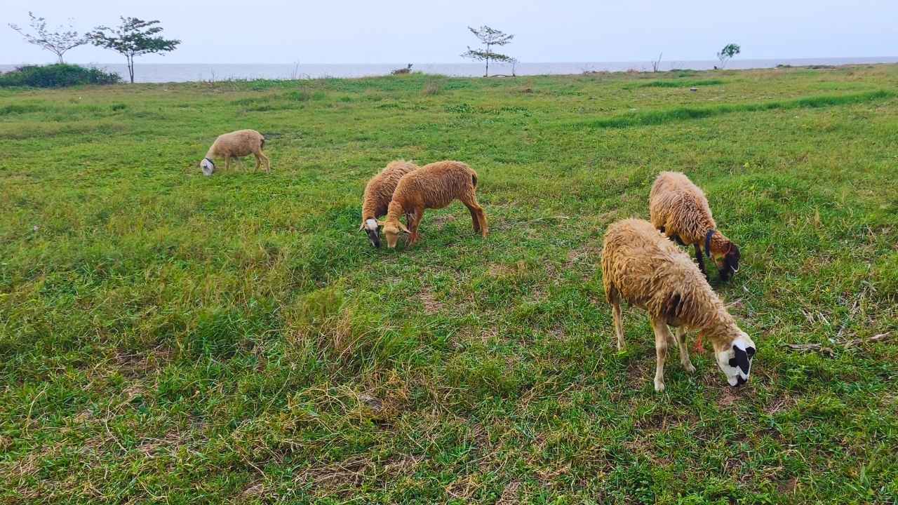 เริ่มต้นเลี้ยงแกะ