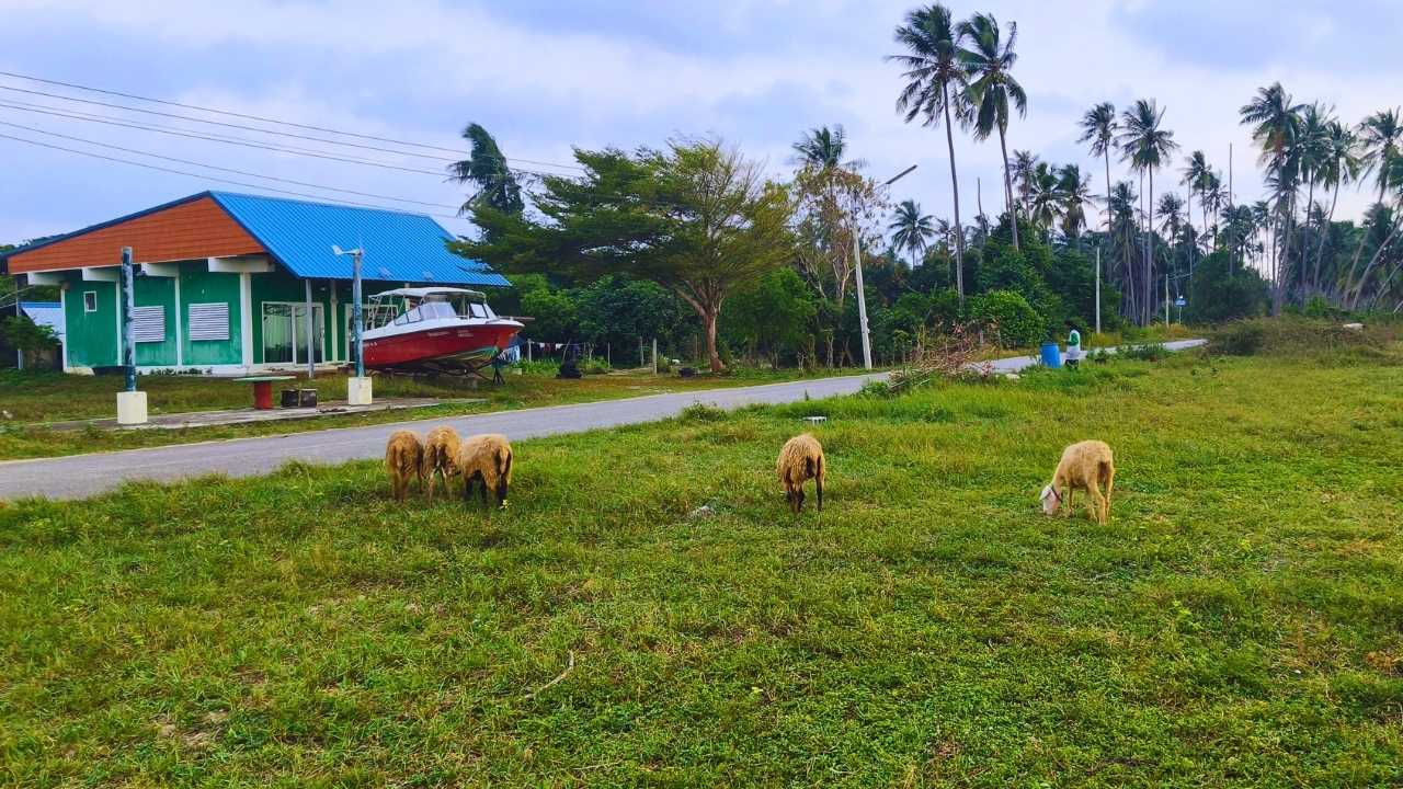 เลี้ยงแกะ