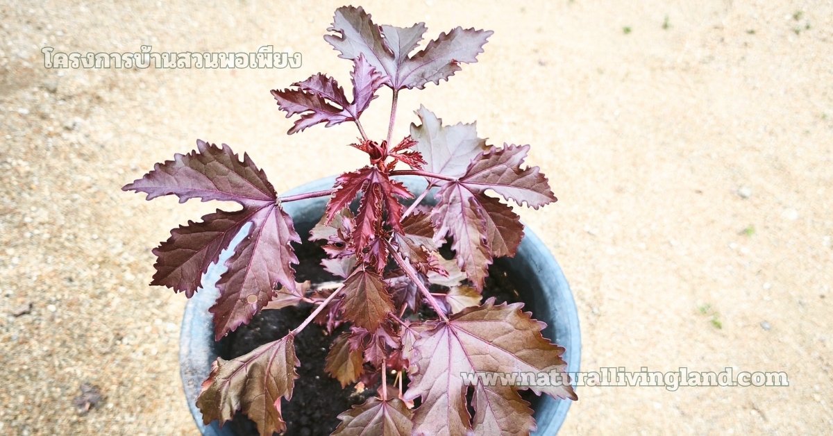 แบ่งปันต้นชบาเมเปิล