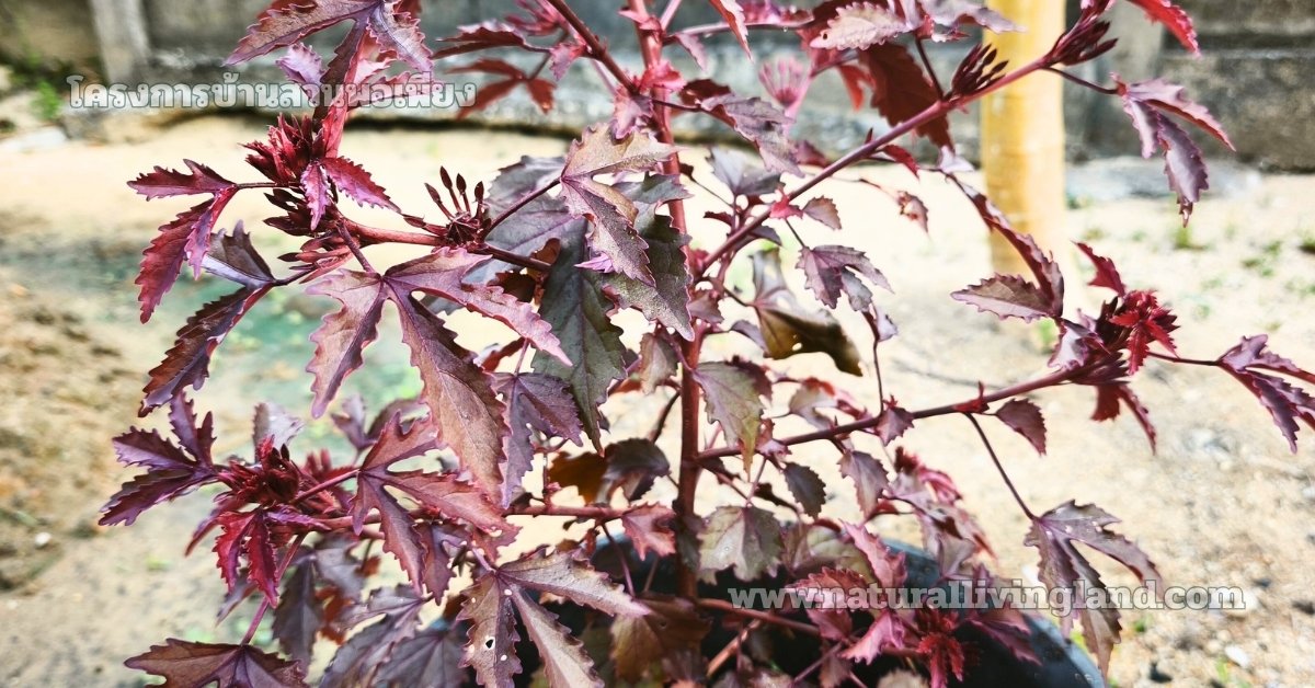 ชบาเมเปิล