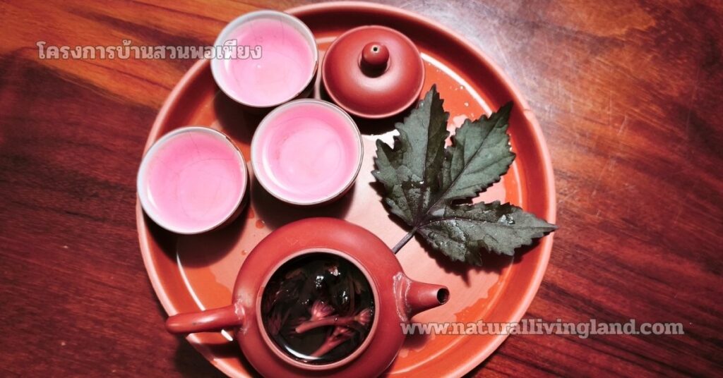 ชาชบาเมเปิล