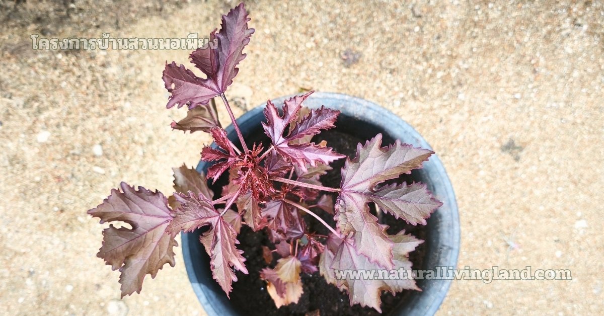 ชาชบาเมเปิล