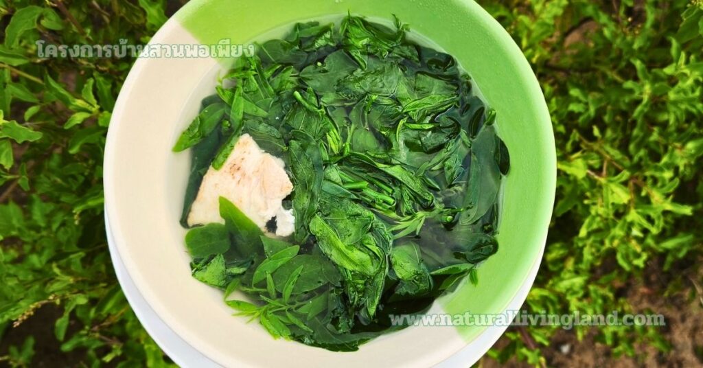 แกงจืดผักหวานบ้าน