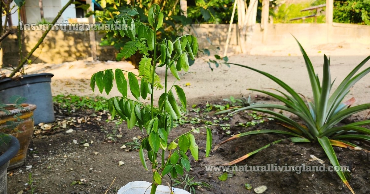 จำหน่ายต้นผักหวาน