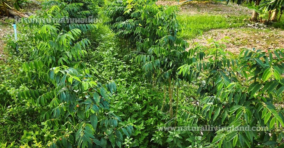 ปลูกผักหวานบ้าน