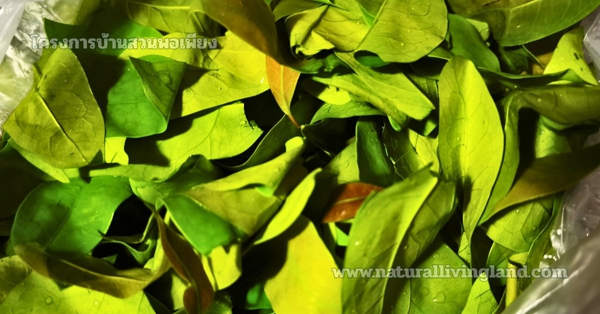 เก็บผักเหลียงมาผัดไข่