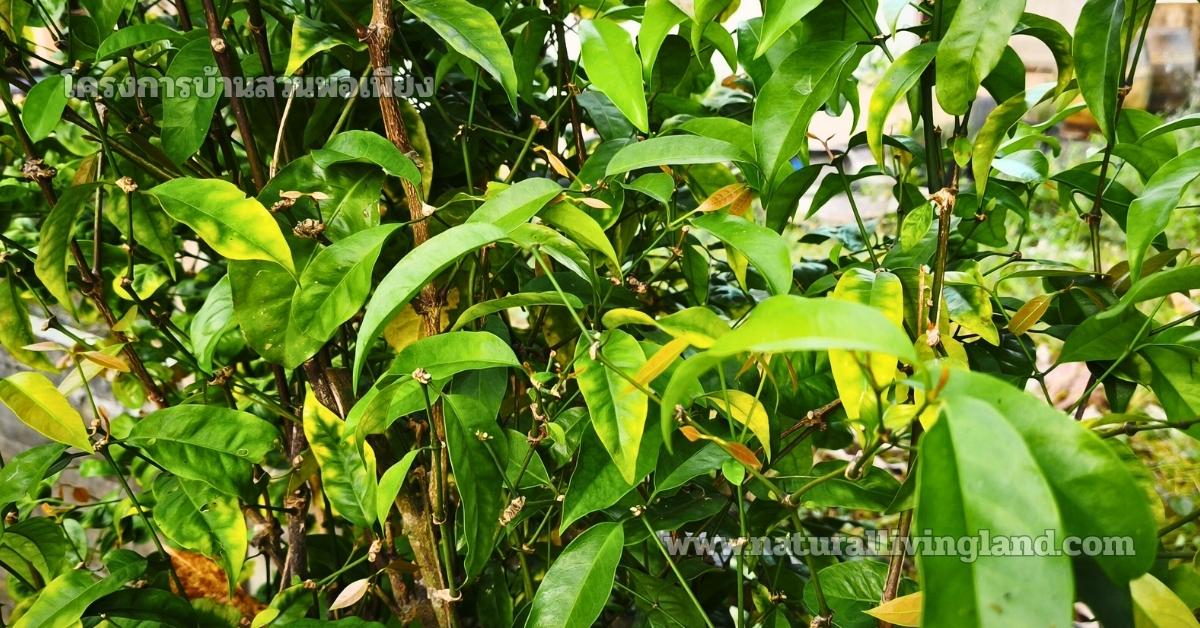 ปลูกต้นผักเหลียง