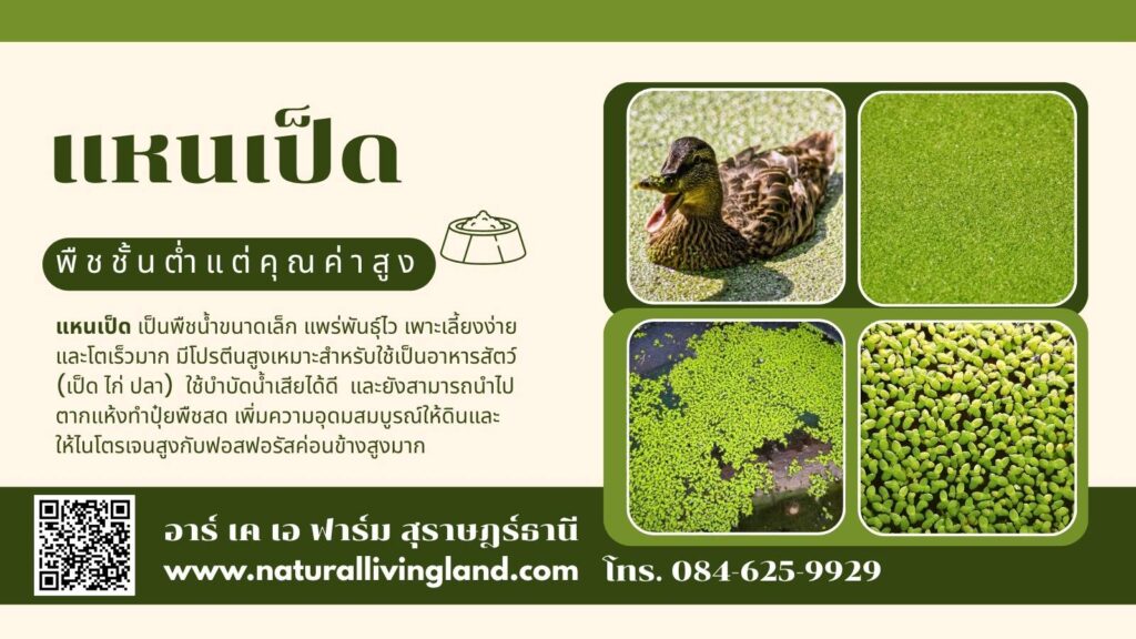 แหนเป็ด