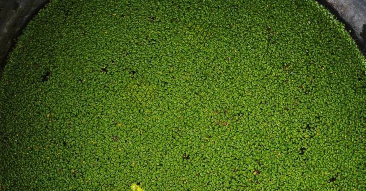 เพาะเลี้ยงแหนเป็ด