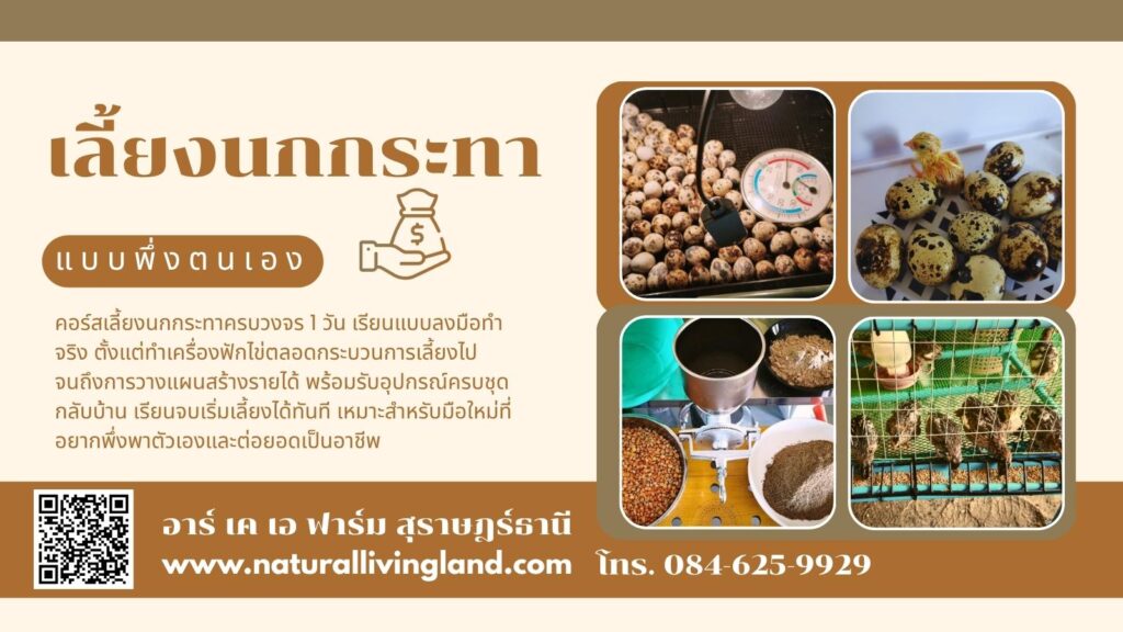 เรียนวิธีเลี้ยงนกกระทา