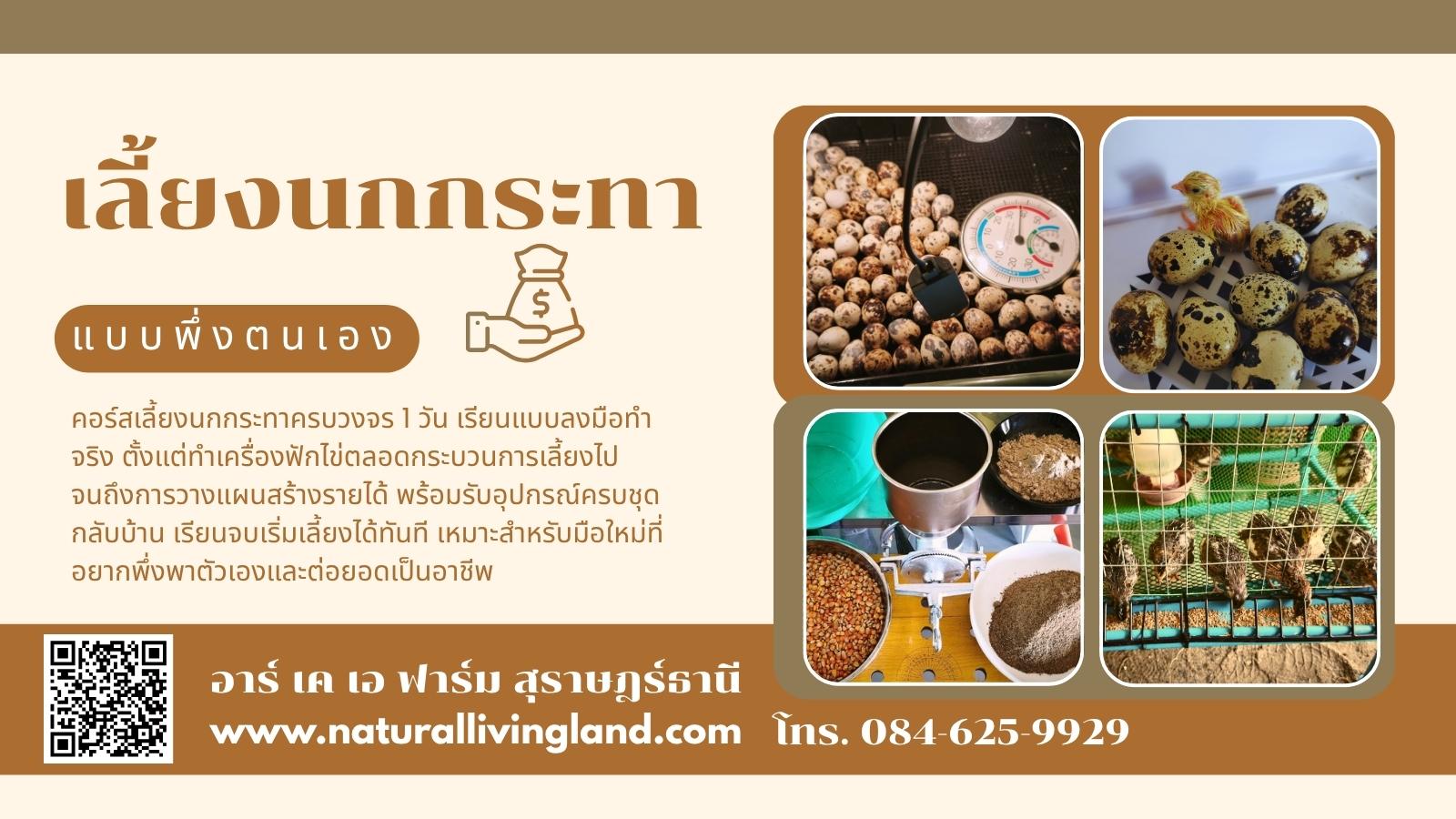 เรียนวิธีเลี้ยงนกกระทา
