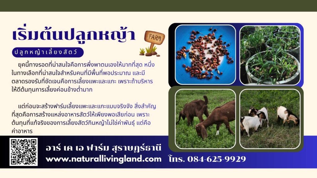ปลูกหญ้าเลี้ยงสัตว์
