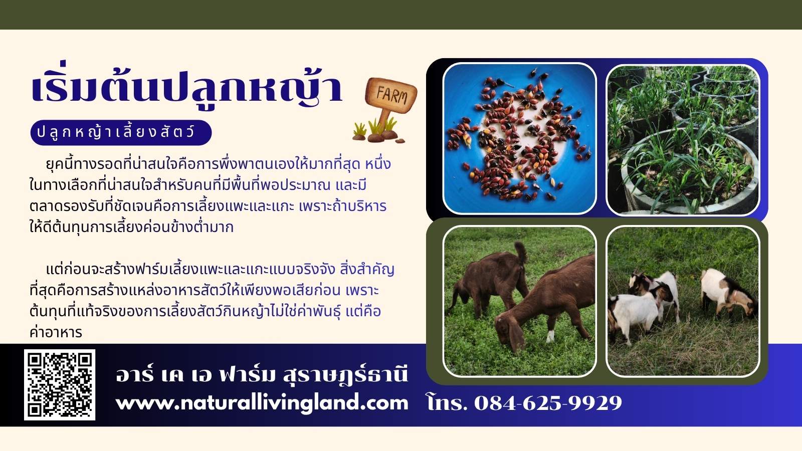 ปลูกหญ้าเลี้ยงสัตว์