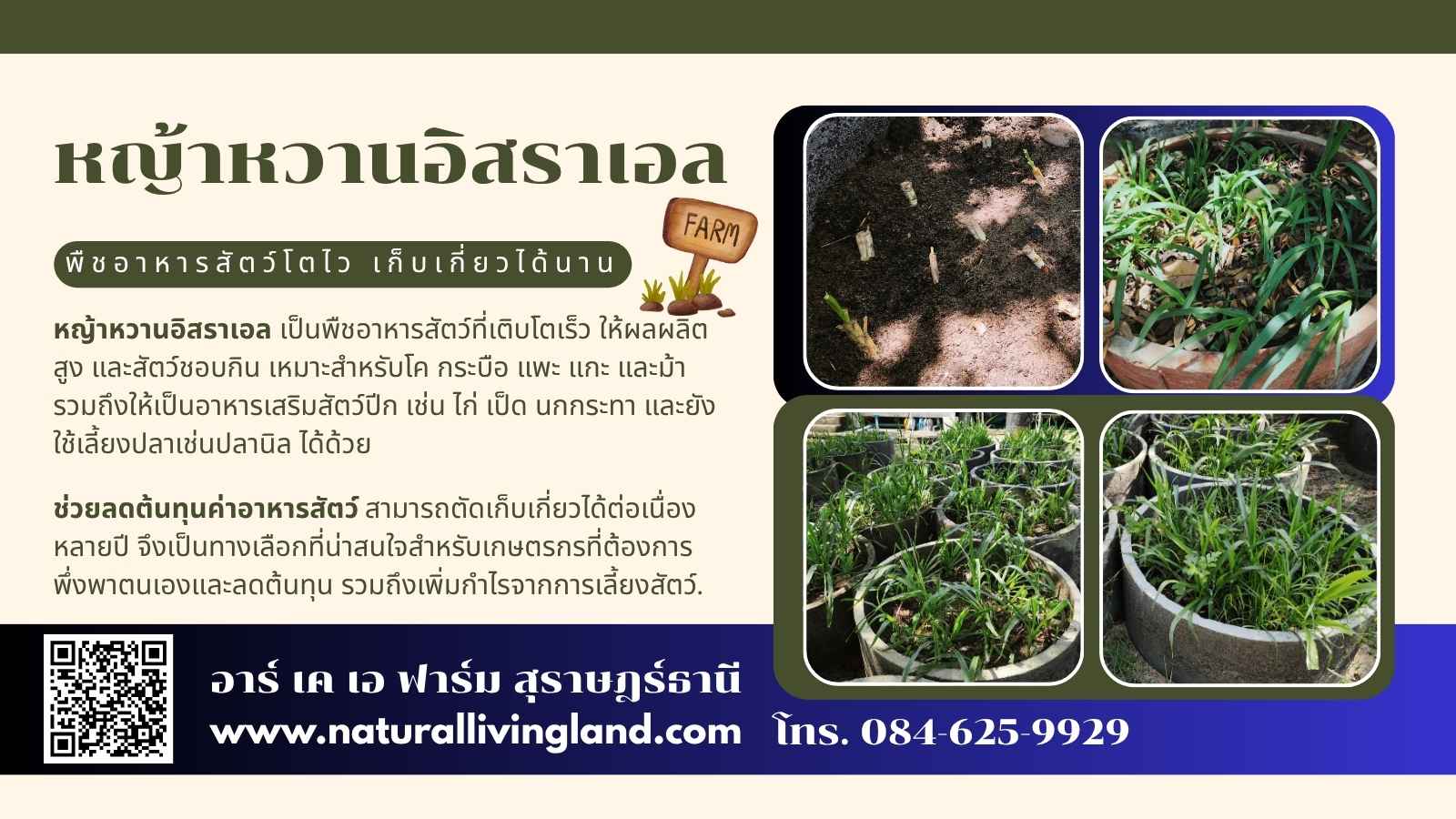 หญ้าหวานอิสราเอล