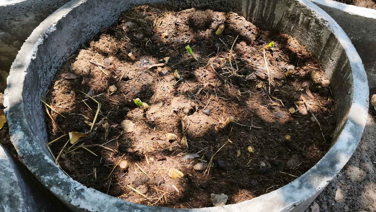 ปลูกหญ้าเลี้ยงแพะและแกะ