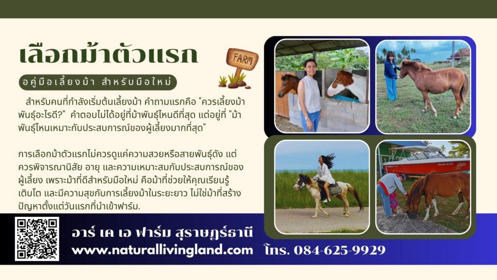 ซื้อม้าตัวแรก