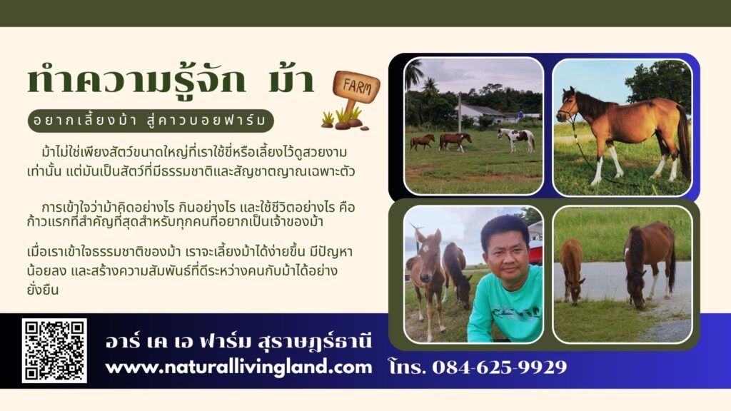 อยากเลี้ยงม้า