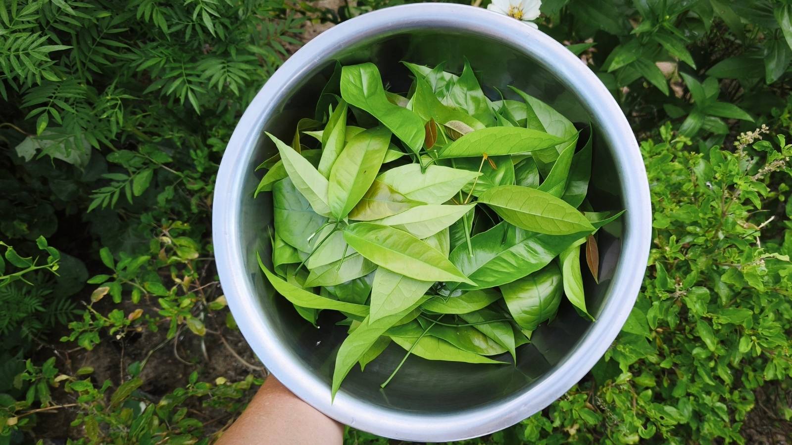 เก็บยอดอ่อนของตันผักเหลียงมาผัดไข่