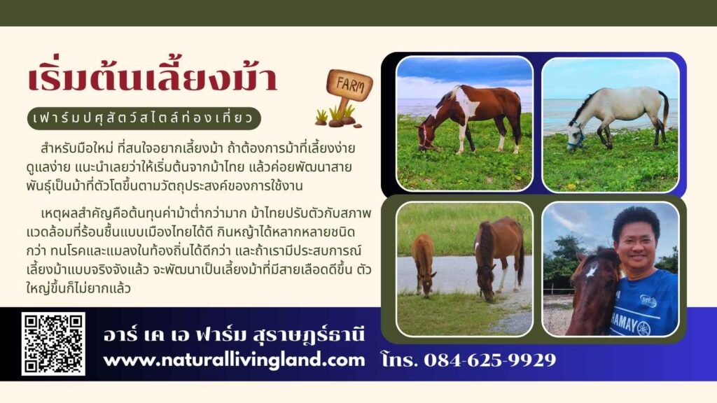 เริ่มต้นเลี้ยงม้า